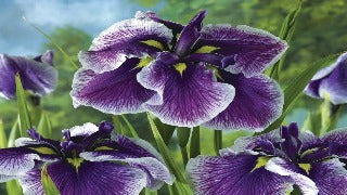 Iris Ensata 'Crystal Halo' (Japanese Water Iris)