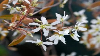 Amelanchier Laevis 'Cumulus' (Cumulus Serviceberry)