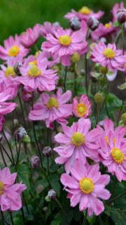 Japanese Anemone (Curtain Call Pink)