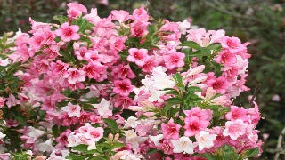 Weigela Florida Czechmark Trilogy (Czechmark Trilogy Weigela)