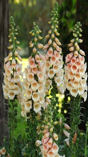 Digitalis Purpurea 'Dalmatian Peach' (Foxglove)