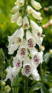 Digitalis Purpurea 'Dalmatian White' (Foxglove)