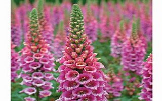 Digitalis purpurea 'Candy Mountain' (Foxglove)