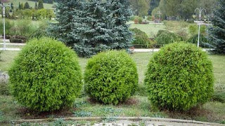 Thuja Occidentalis 'Danica' (Danica Cedar)