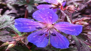 Geranium Pratense 'Dark Reiter' (Dark Lord Geranium)