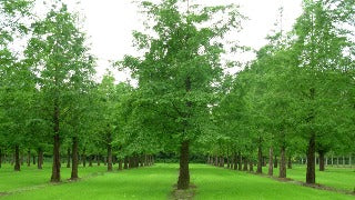 Metasequoia Glyptostroboides (Dawn Redwood)