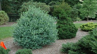 Larix Laricina 'Deborah Waxman' (Deborah Waxman Eastern Larch)