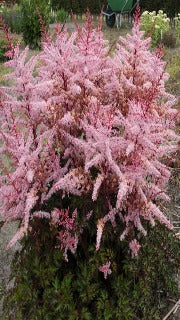 Astilbe x 'Delft Lace' (False Spirea)