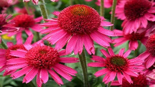 Echinacea x 'Delicious Candy' (Delicious Candy Coneflower)