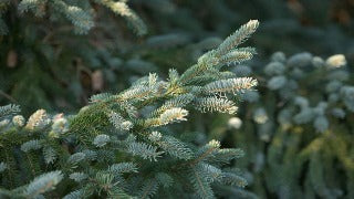 Picea Glauca 'Densata' (Black Hills White Spruce)
