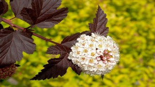 Physocarpus Opulifolius Diabolo 'Monlo' (Diabolo Ninebark)