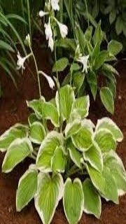 Hosta 'Diana Remembered' (Plantain Lily)