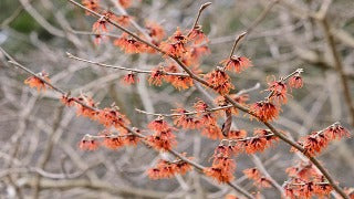 Hamamelis x Intermedia 'Diane' (Witchhazel)