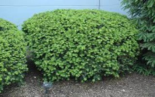 Taxus x media 'Densiformis' (Dense Yew)