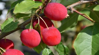 Malus 'Dolgo'