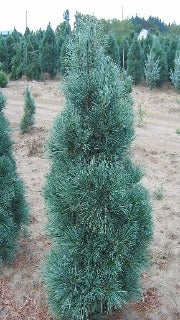 Pinus Strobus x Ayacahuite 'Domingo' (Domingo Hybrid Pine)