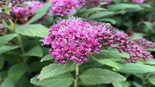 Spiraea Japonica Double Play Artisan 'Galen' (Double Play Artisan Spirea)