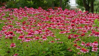 Echinacea x Double Scoop Bubble Gum (Bubblegum Coneflower)