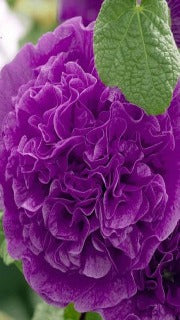 Alcea Rosea 'Chaters Double Purple' (Hollyhock)