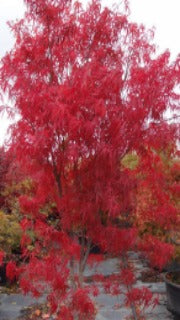 Acer Palmatum Red Spider ('Beni kumo-no-su' Red Spider Japanese Maple)