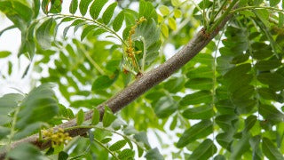 Gleditsia Triacanthos Var. Inermis Street Keeper 'Draves' (Street Keeper Honeylocust)