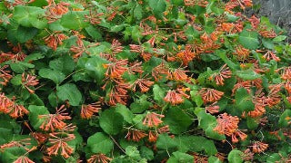 Lonicera x Brownii 'Dropmore Scarlet' (Dropmore Scarlet Trumpet Honeysuckle)