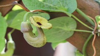 Aristolochia Durior (Dutchman's Pipe)