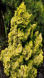 Chamaecyparis Obtusa 'Nana Lutea' (Golden Dwarf Hinoki Falsecypress)