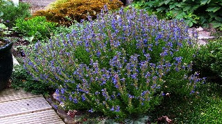Hyssopus Officinalis Aristatus (Dwarf Hyssop)