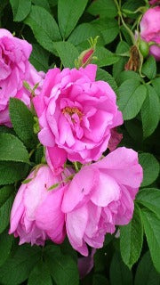 Rosa Dwarf Pavement