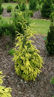 Picea Orientalis 'Early Gold' (Early Gold Caucasian Spruce)