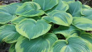 Hosta 'Earth Angel' (Plantain Lily)