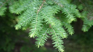 Tsuga Canadensis (Eastern Hemlock)
