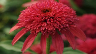 Echinacea x Double Scoop Cranberry (Cranberry Coneflower)