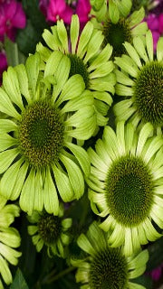Echinacea Purpurea 'Green Jewel' (Green Jewel Coneflower)