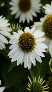 Echinacea x Sombrero Blanco (Blanco Coneflower)
