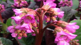 Bergenia x 'Eden's Dark Margin' (Heartleaf Bergenia)