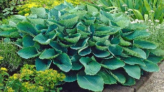 Hosta Sieboldiana 'Elegans' (Plantain Lily)