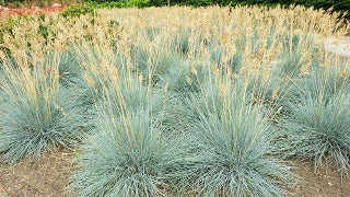 Festuca Glauca 'Elijah Blue' (Elijah Blue Fescue)