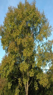 Ulmus x Triumph 'Morton Glossy' (Triumph Elm)