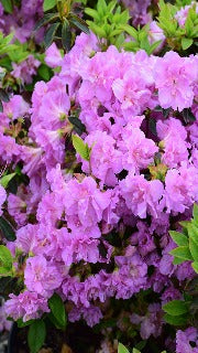 Azalea 'Elsie Lee' (Rhododendron)