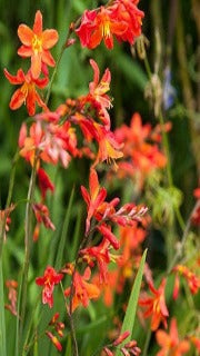 Crocosmia x 'Emberglow' (Monbretia)