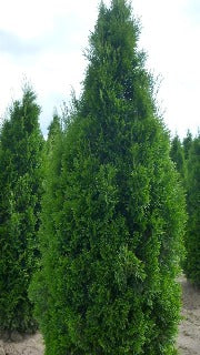Thuja Occidentalis 'Emerald' (Emerald Cedar)