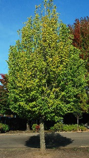 Carpinus Betulus Emerald Avenue (Emerald Avenue Hornbeam)