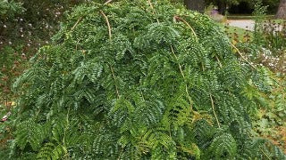 Gleditsia Triacanthos Var. Inermis 'Emerald Kascade' (Emerald Kascade Honeylocust)