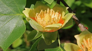 Liriodendron Tulipifera Emerald City (Emerald City Tulip Tree)