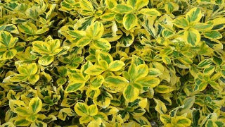 Euonymus Fortunei 'Emerald n' Gold' (Emerald 'n Gold Euonymus)