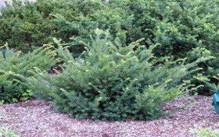 Taxus cuspidata Emerald Spreader 'Monloo' (Emerald Spreader Yew)
