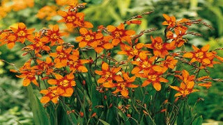 Crocosmia x 'Emily McKenzie' (Monbretia)