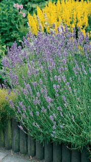 Lavandula Angustifolia 'Munstead' (English Lavender)